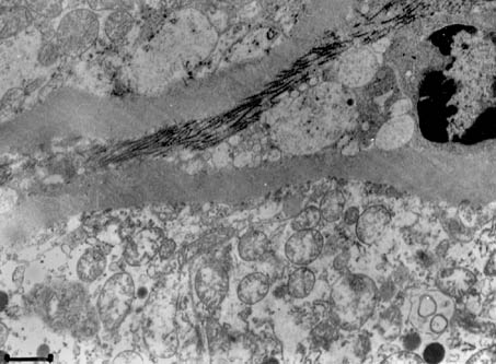 Fig. 10.