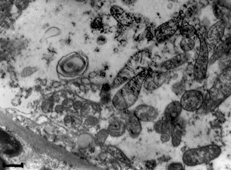 Fig. 5.
