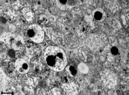 Fig. 9.